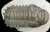 Bargain Crotalocephalina Trilobite #47429-3